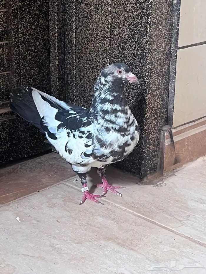 جوز بكستاني 5