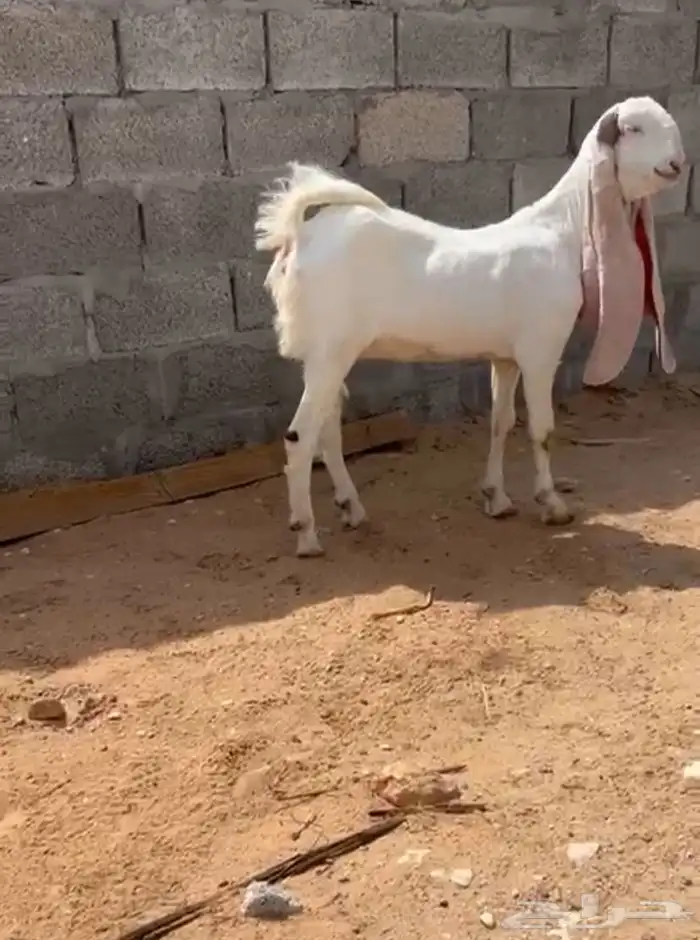 جفره مطوره فاخره 0