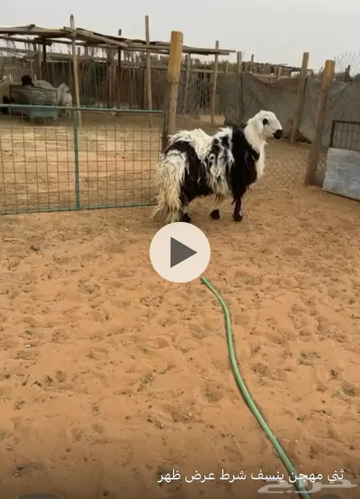 طليان فحول وتيس عارضي فحل 1