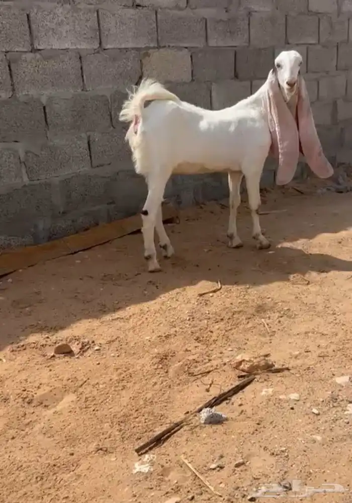 جفره مطوره فاخره 2