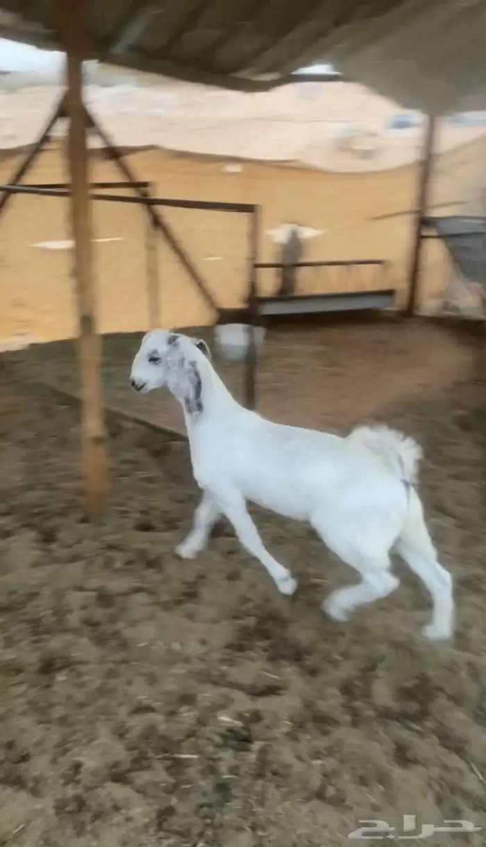 تيس لباني 2