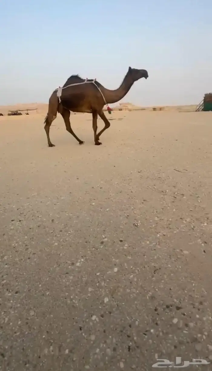 خفوت بكر طيبه 1