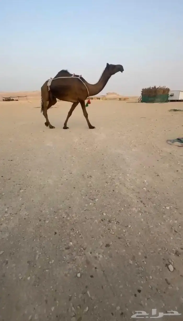 خفوت بكر طيبه 0