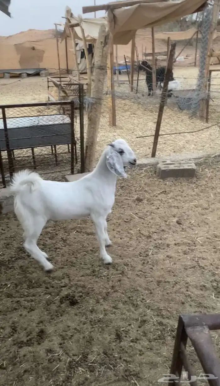تيس لباني 0