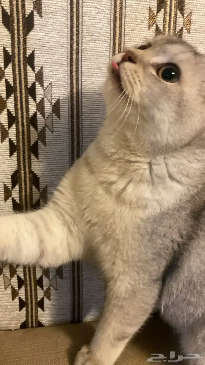 قط ذكر سكوتش 1