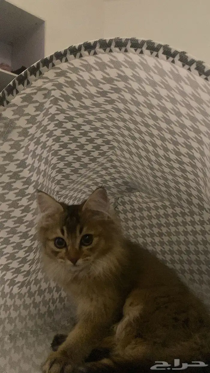 قطوه 1