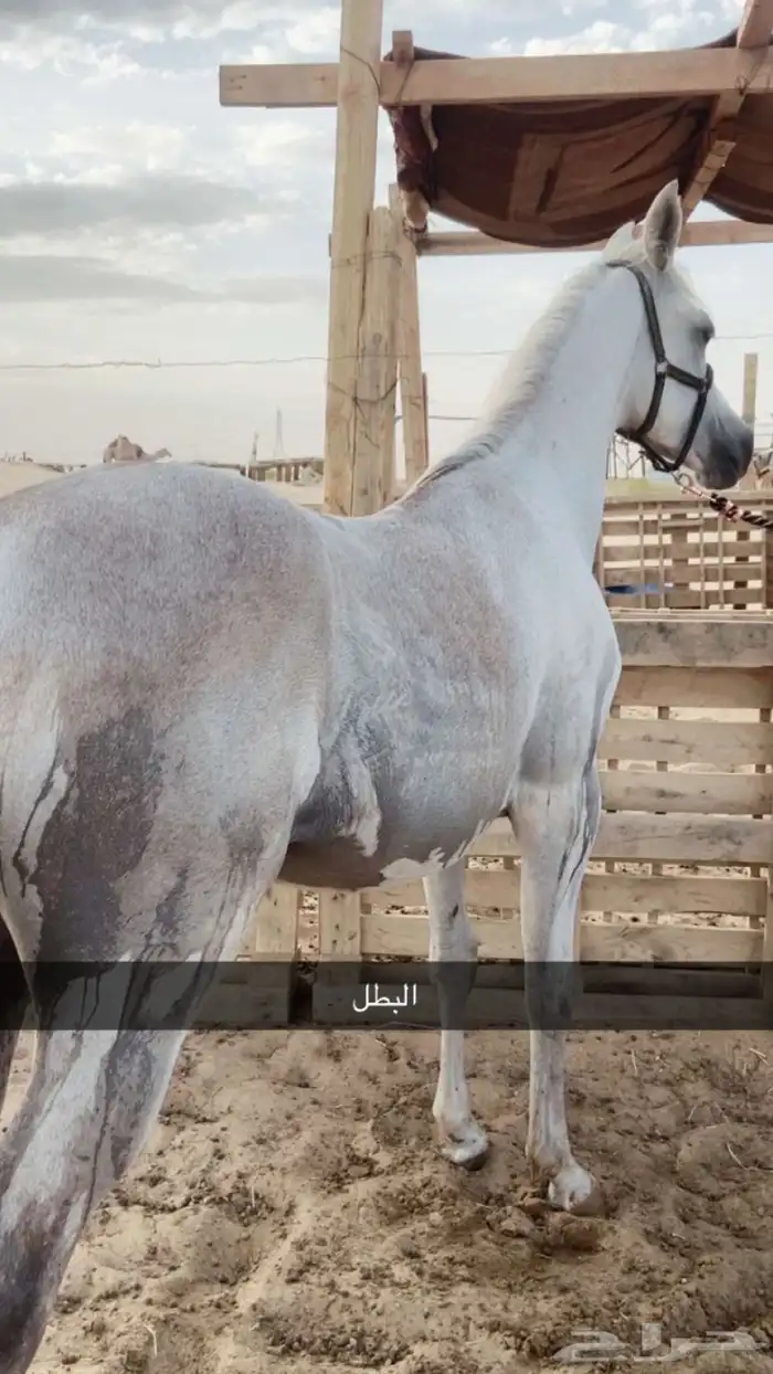 نجران 4