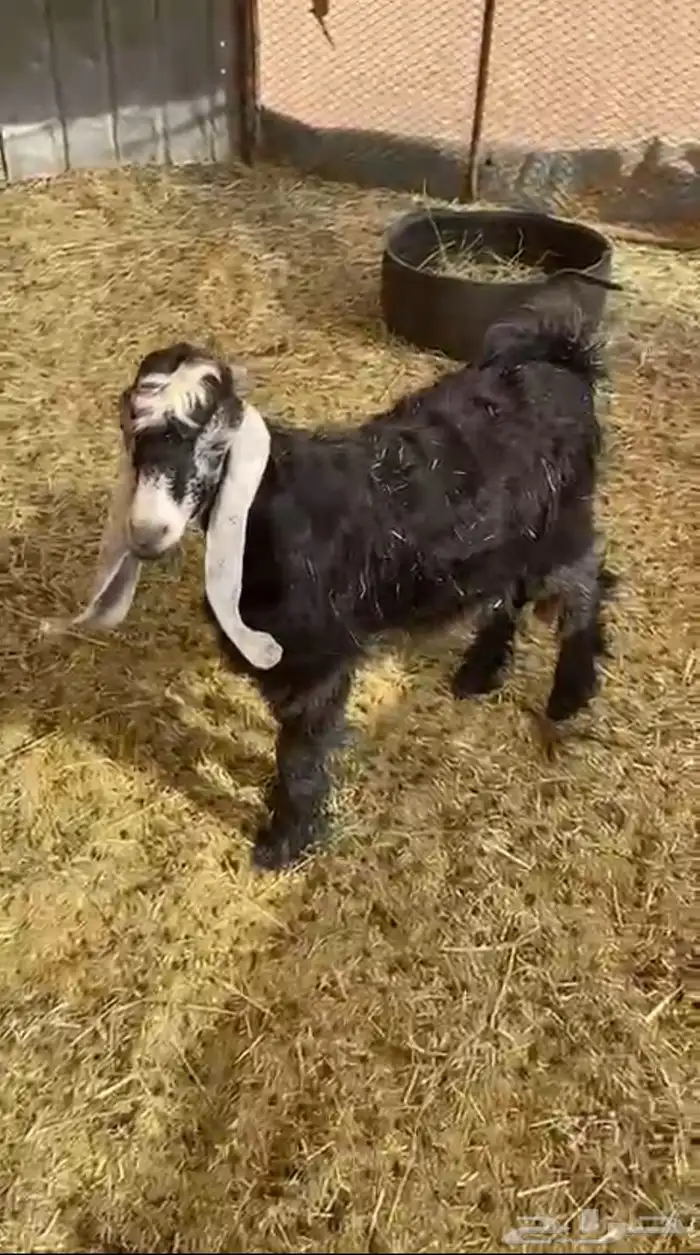 للبيع تيس كفو 0