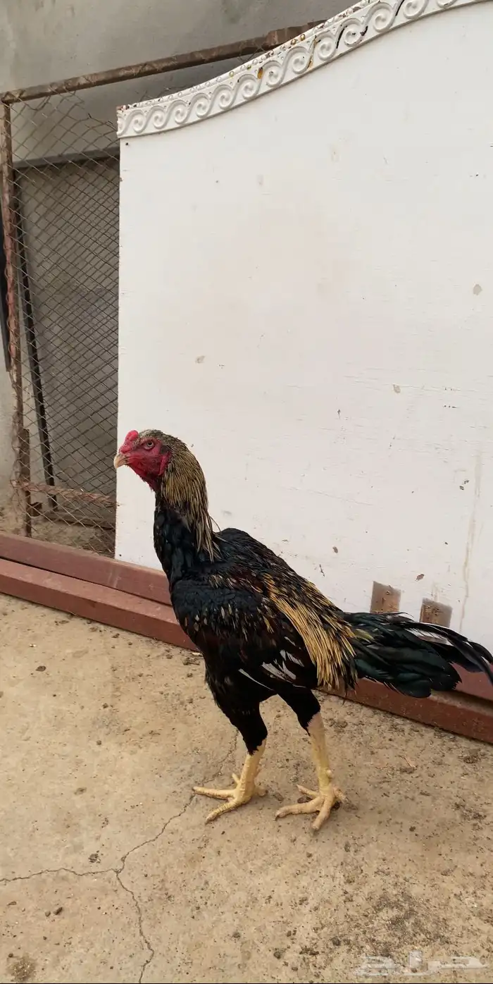 ديك باكستاني المجاردة 0