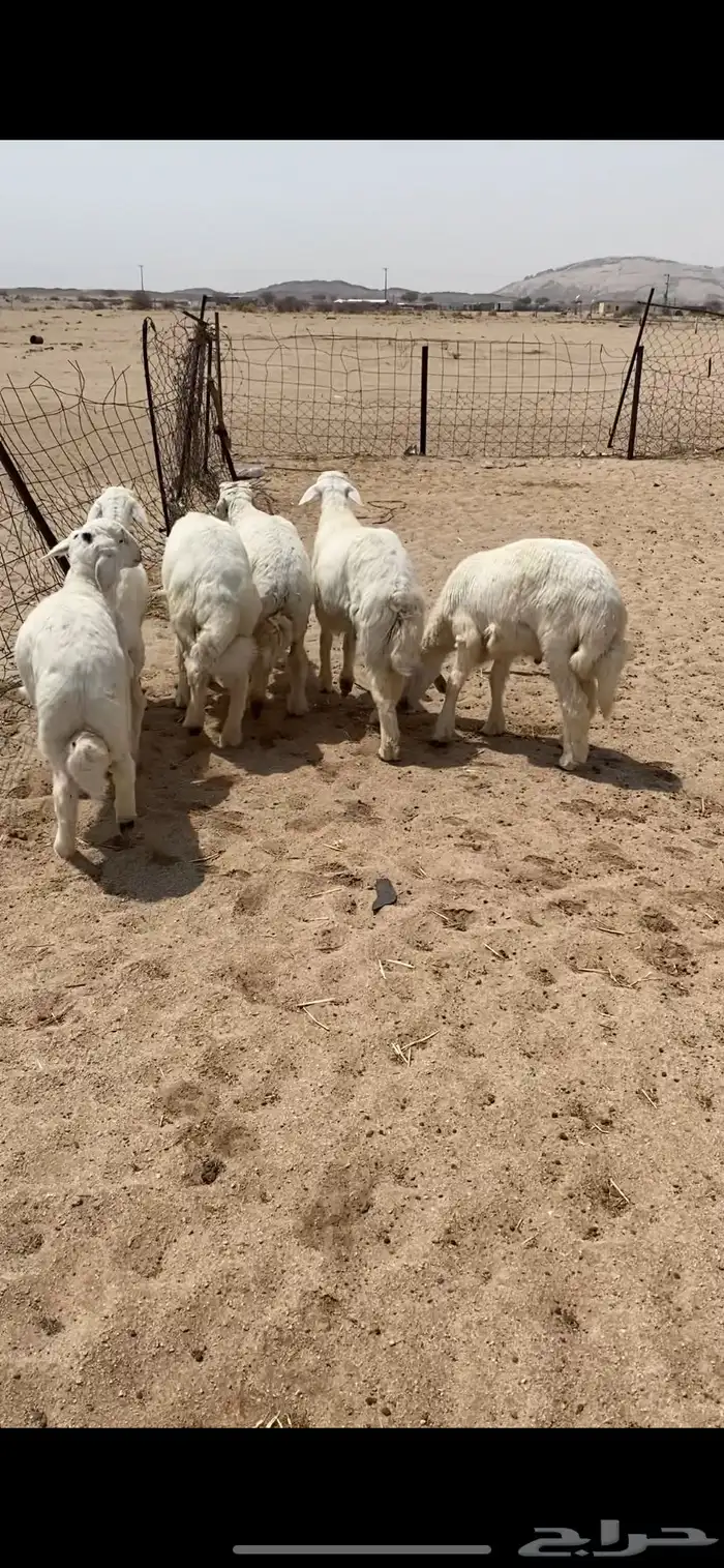 للبيع طليان فل شحم وشعره واطراف 0