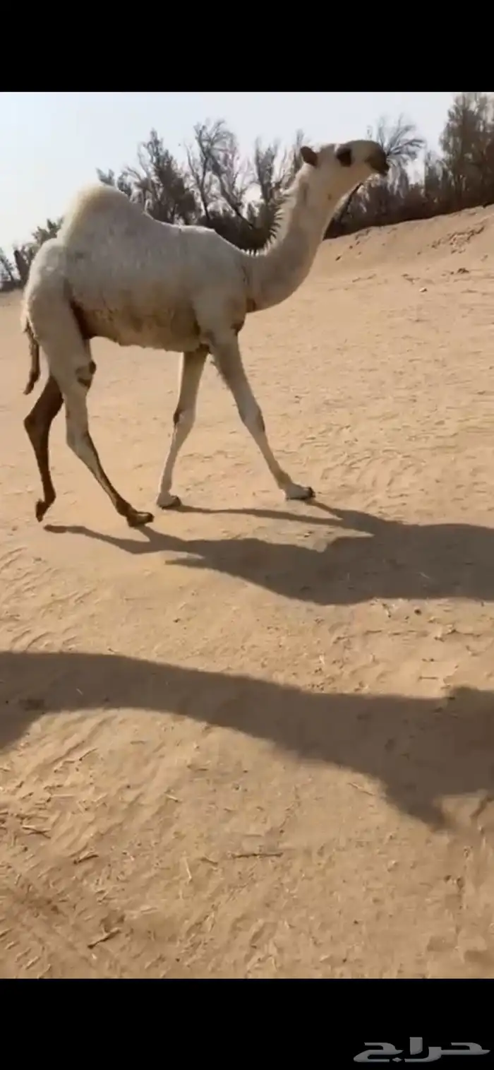للبيع خلفات كفووو ياهل الزين 1