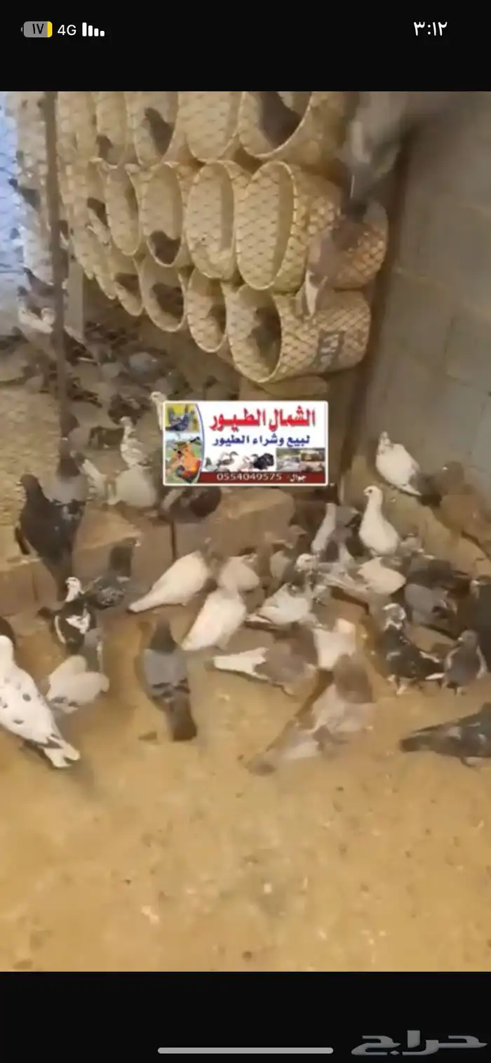 عرض على عشة سلفر فرنسي زاجل بلدي مشكل الجىز 14 ريال 0