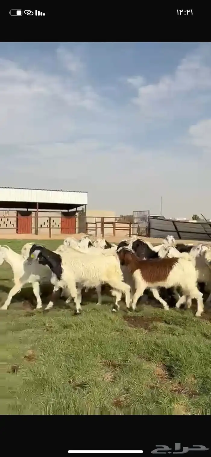 للبيع جفرات فاخره مقنوي تنصفط 13