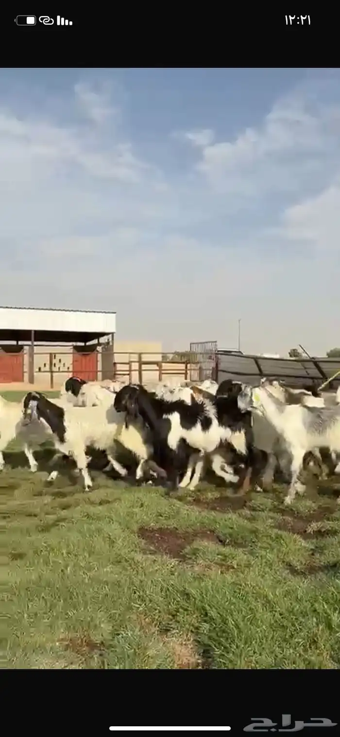 للبيع جفرات فاخره مقنوي تنصفط 6