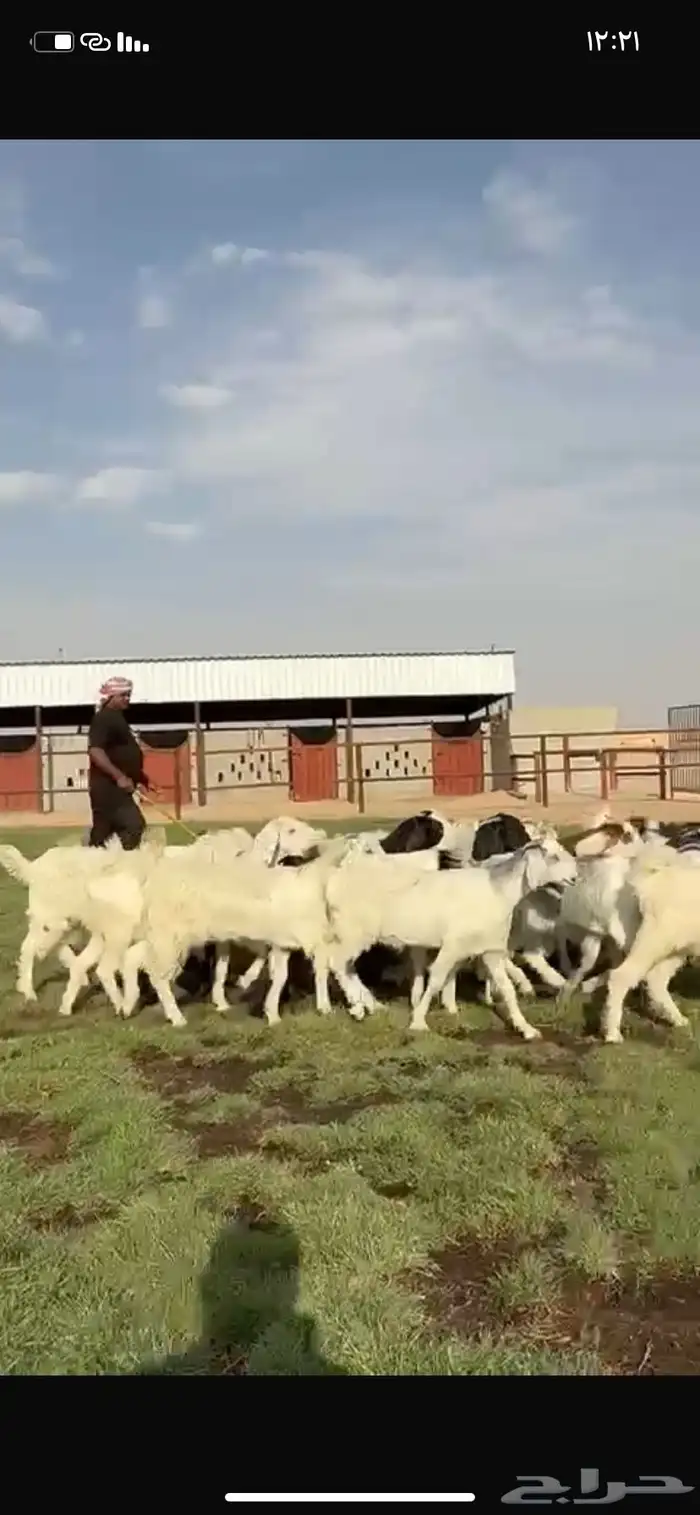 للبيع جفرات فاخره مقنوي تنصفط 9