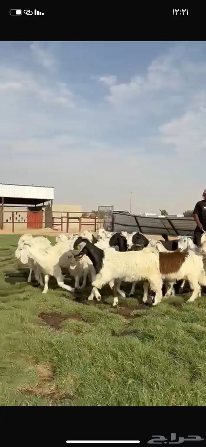 للبيع جفرات فاخره مقنوي تنصفط 14