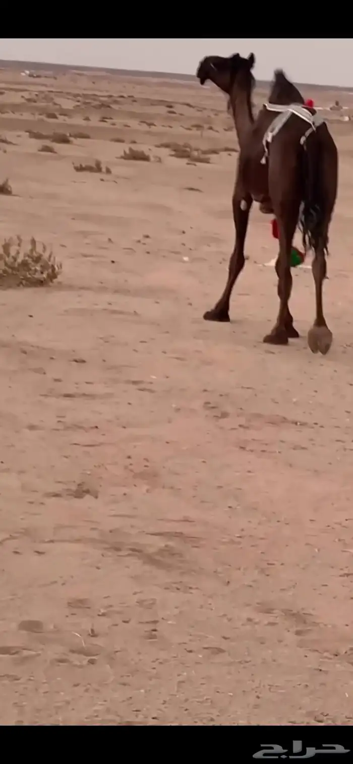 ثنو مجهم لقحة 0