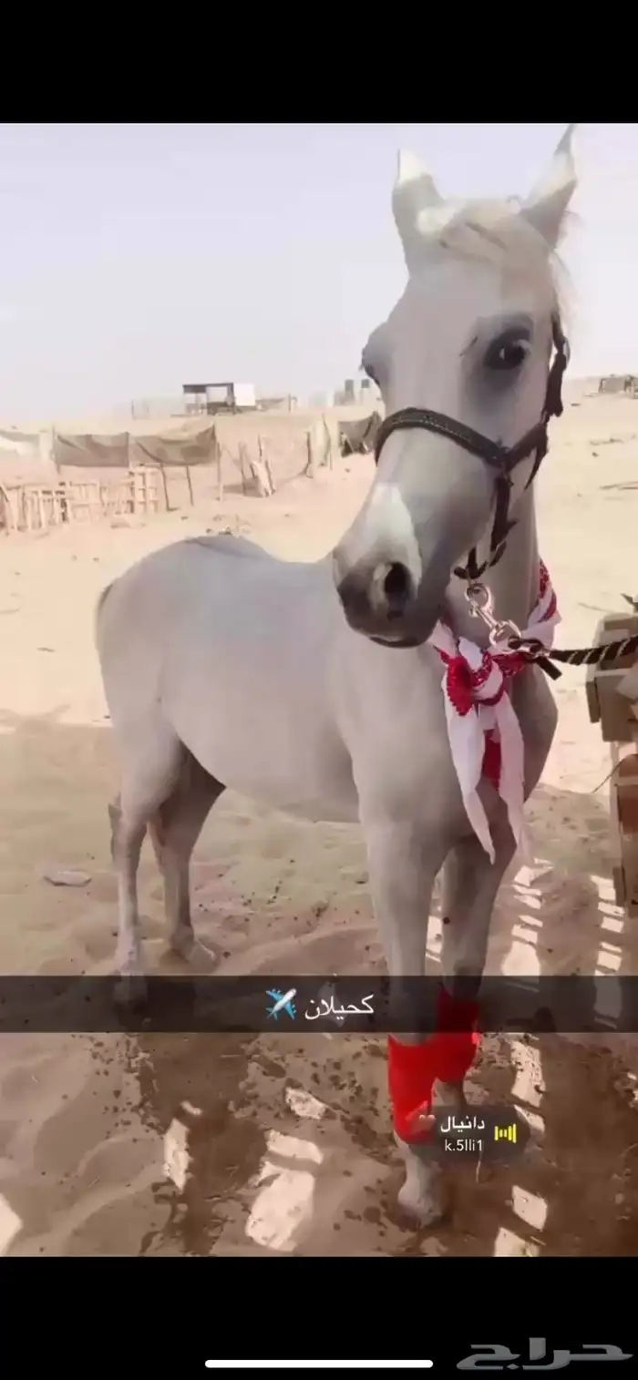 نجران 6