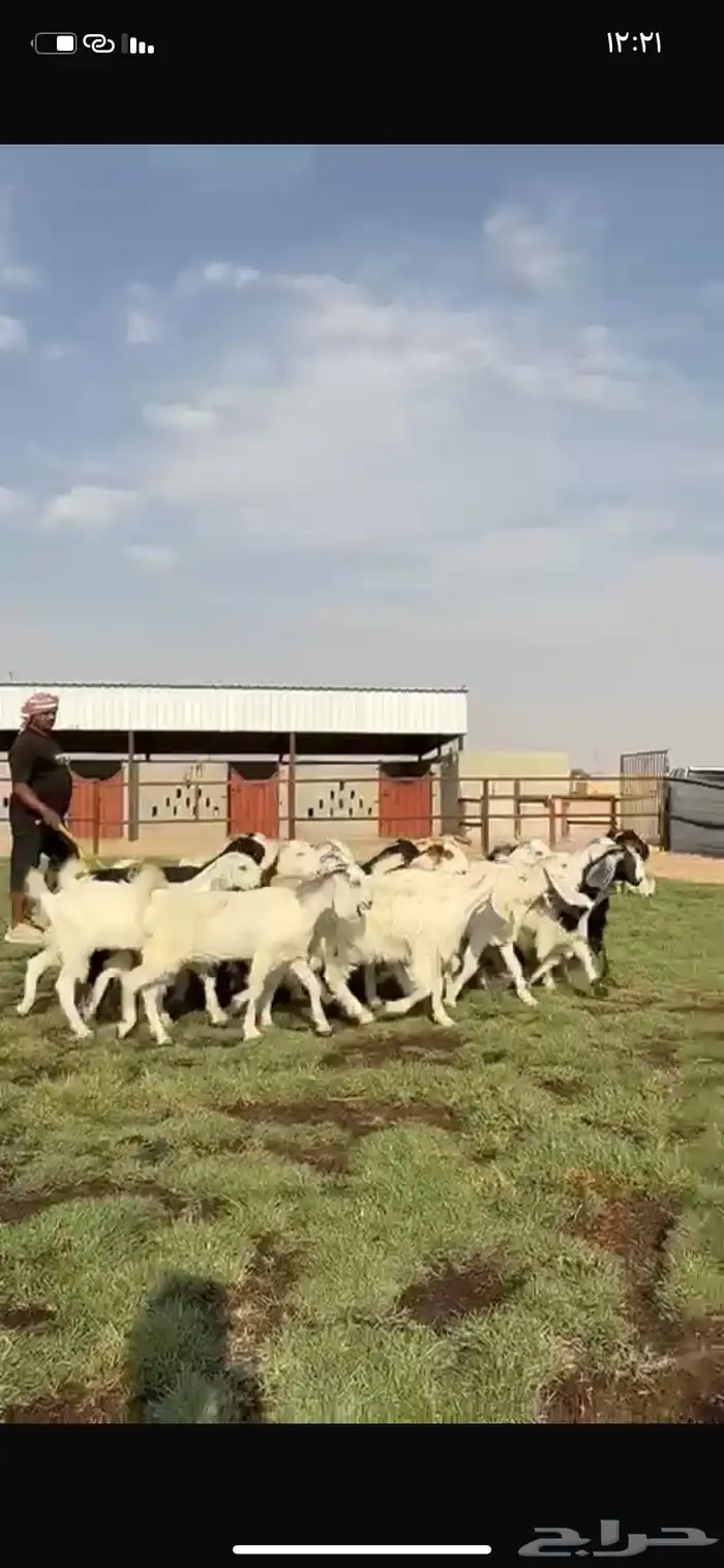 للبيع جفرات فاخره مقنوي تنصفط 1