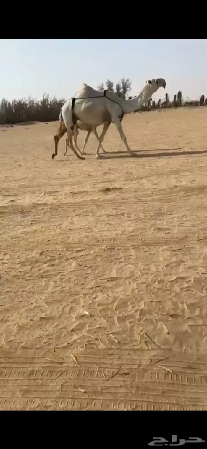 للبيع خلفات كفووو ياهل الزين 2