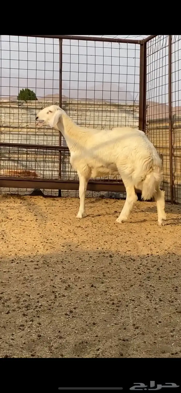 طلي ذبيحه 1