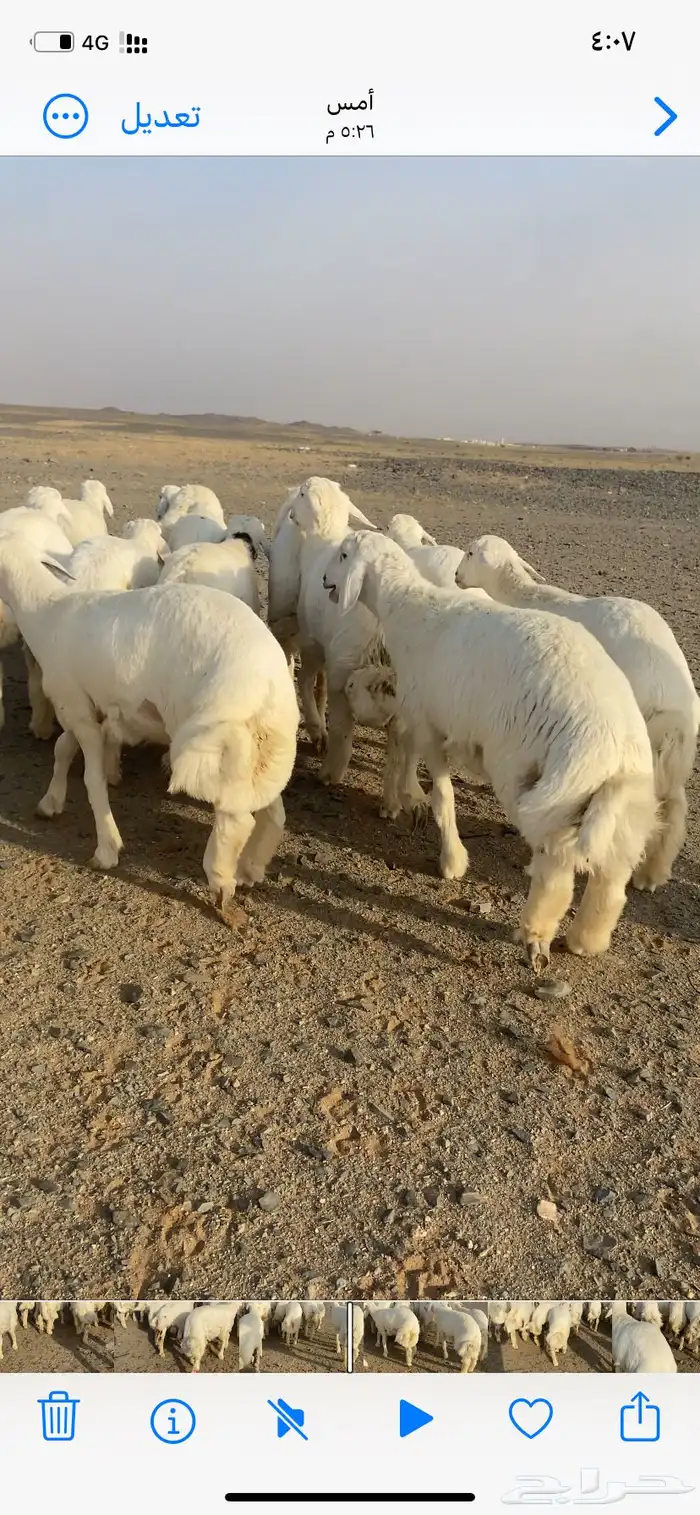 طليان حري تربية من شهر 10 العدد 33 0
