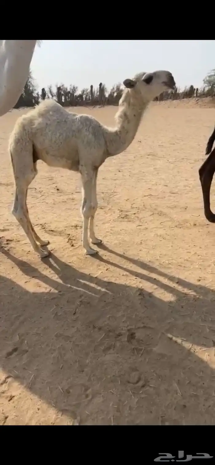 للبيع خلفات كفووو ياهل الزين 3