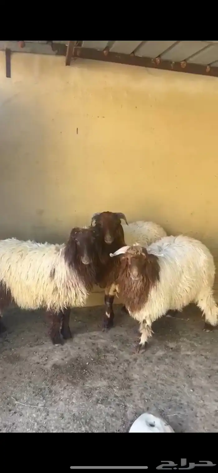 للبيع خروفين ورخله الموقع رفحاء 0