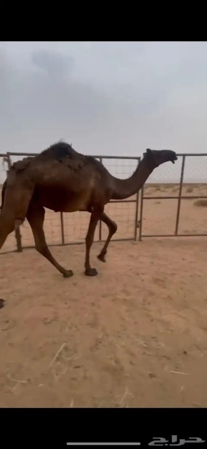 للبيع قعود 0