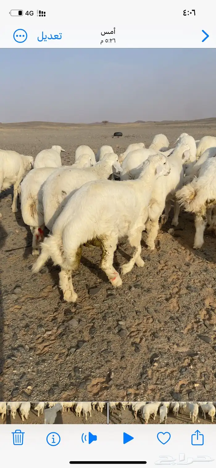 طليان حري تربية من شهر 10 العدد 33 4