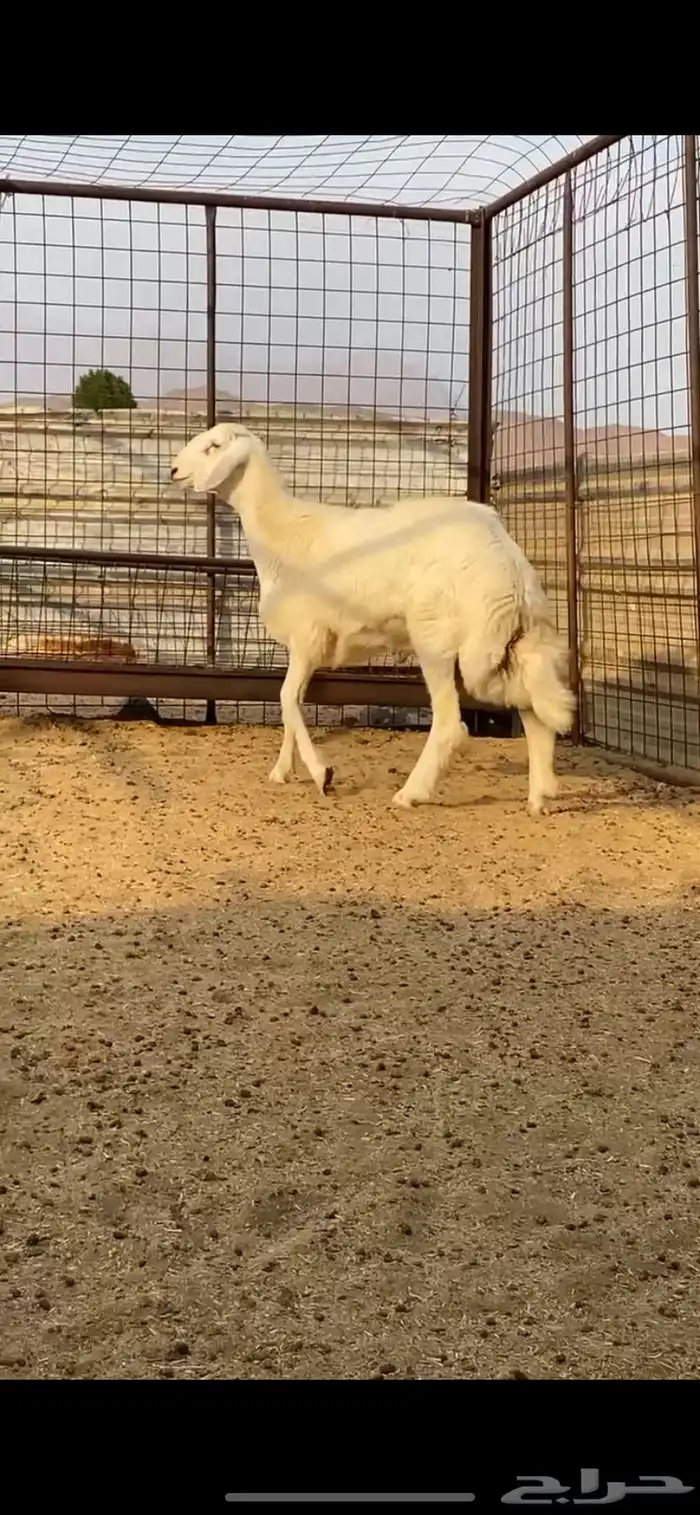 طلي ذبيحه 0