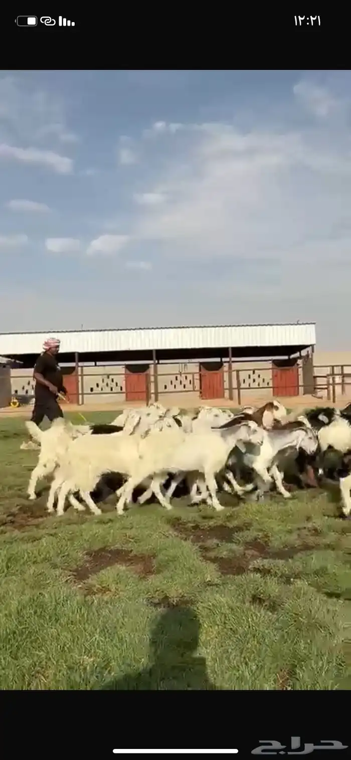 للبيع جفرات فاخره مقنوي تنصفط 8