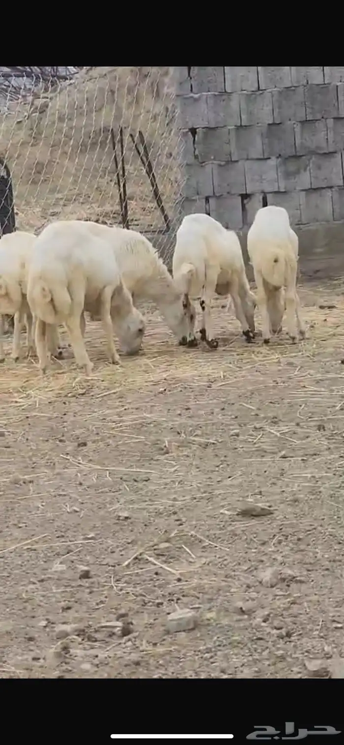 ((( تم البيع ))) سبعة خرفان 1