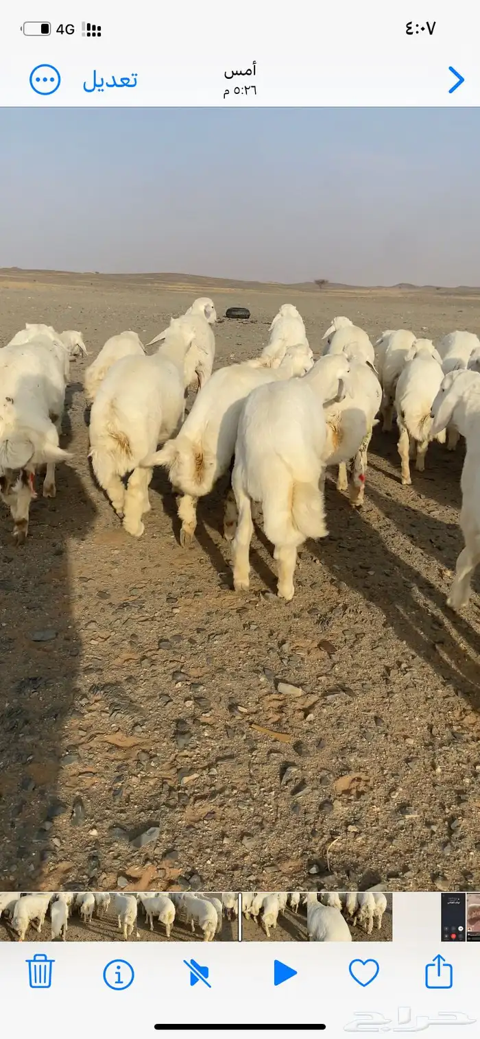 طليان حري تربية من شهر 10 العدد 33 2