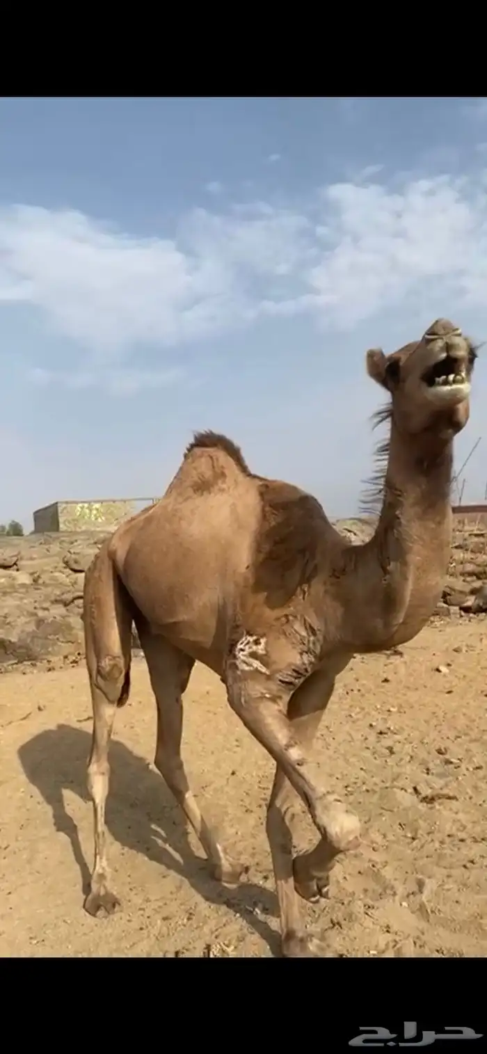 قعود جزر طيب شحم فل يدها مكسوره 0