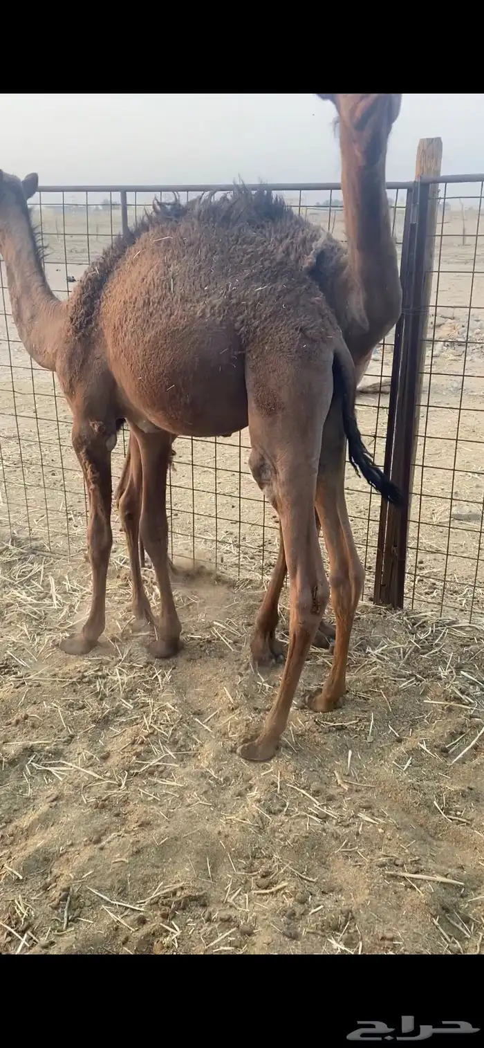 للبيع قعدان 0