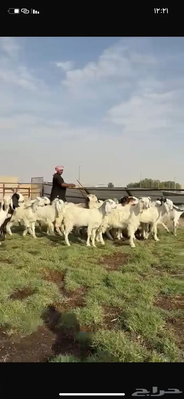 للبيع جفرات فاخره مقنوي تنصفط 0