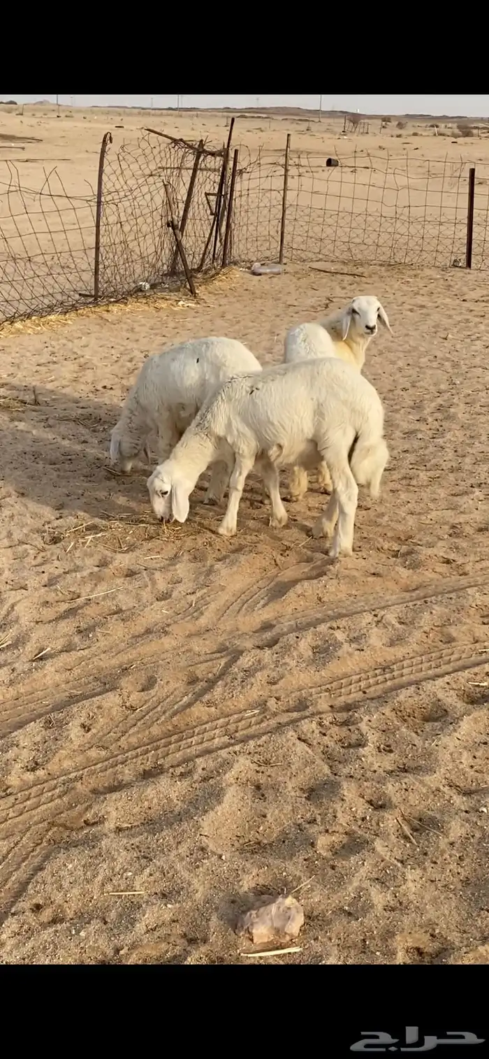 طليان فل شحم واطراف طيبه 1