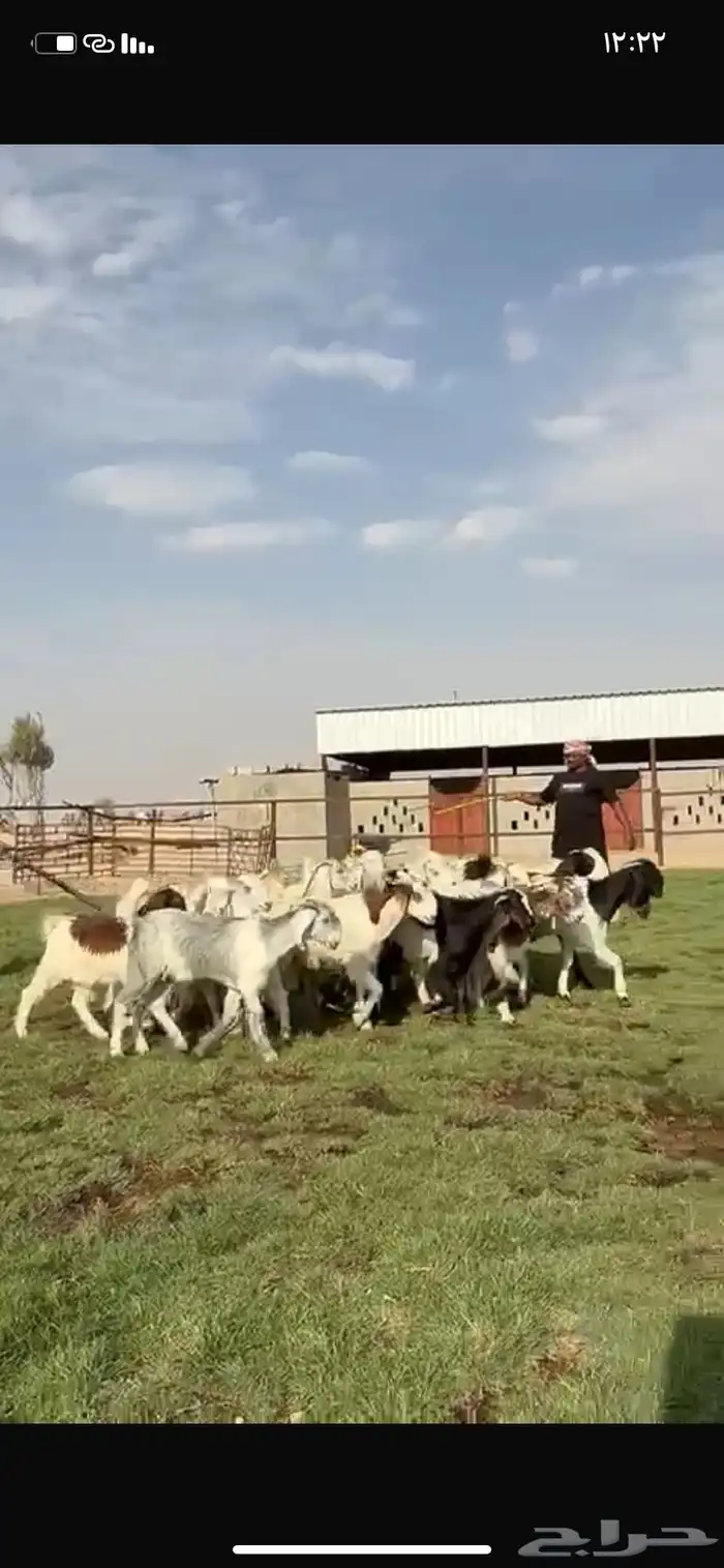 للبيع جفرات فاخره مقنوي تنصفط 12