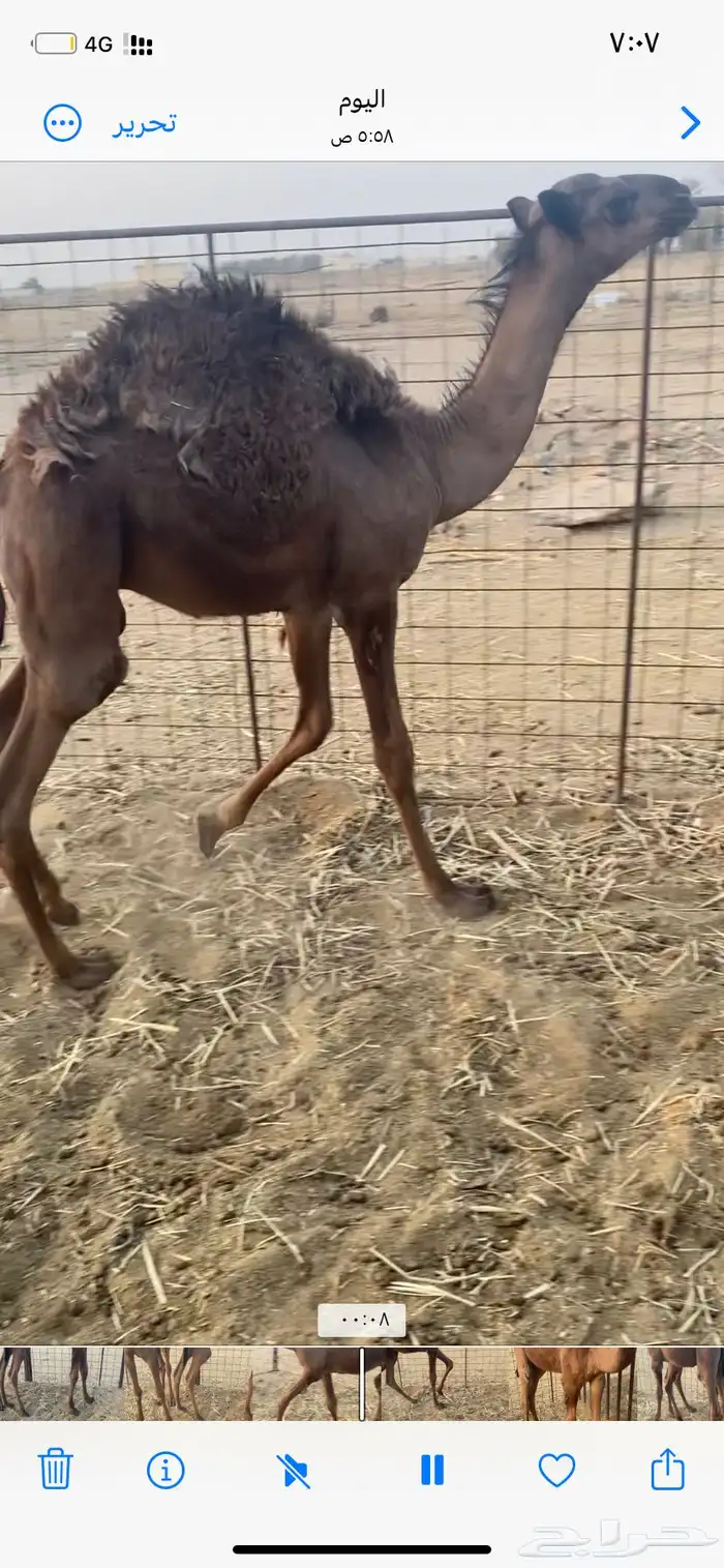للبيع قعدان 2