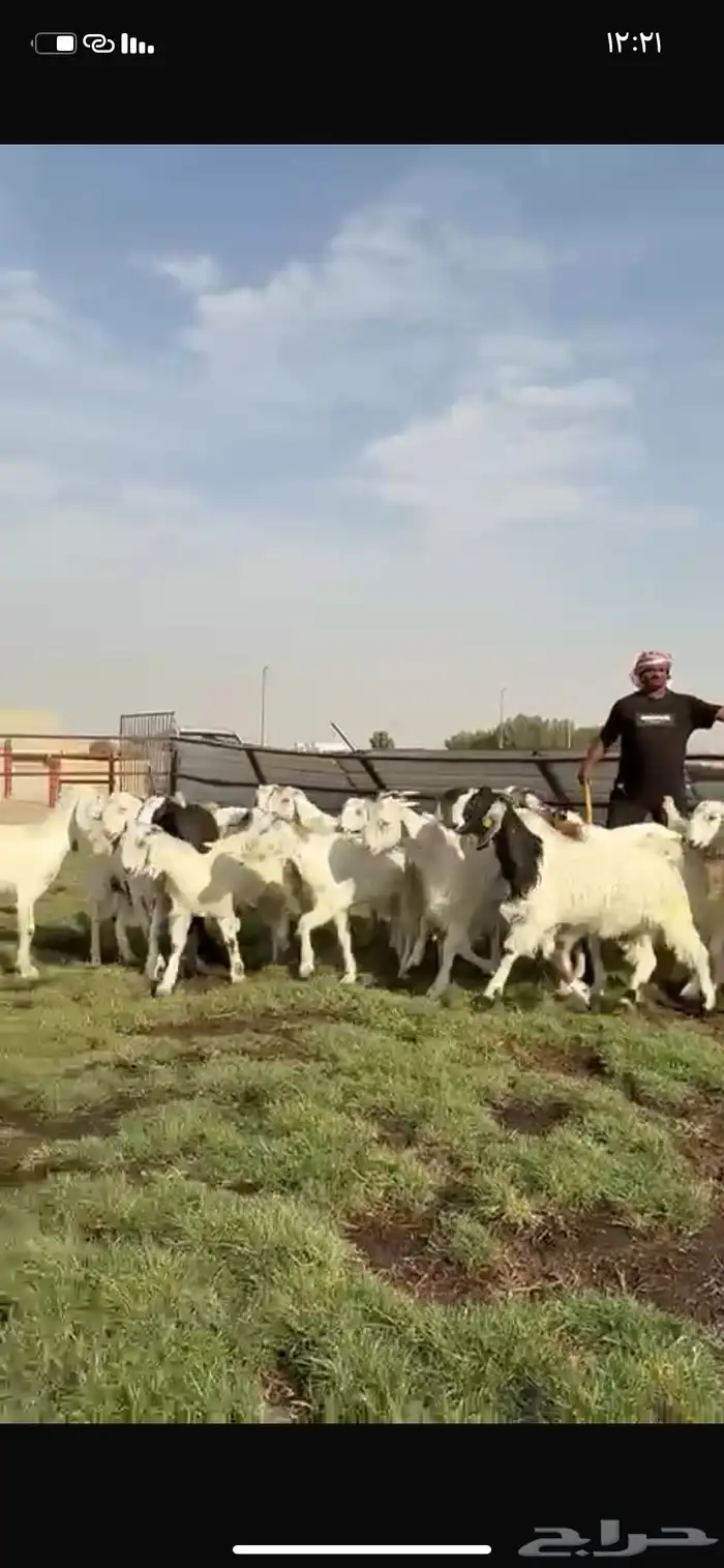 للبيع جفرات فاخره مقنوي تنصفط 7