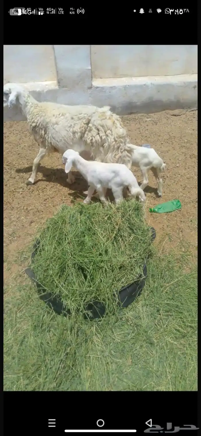 شاه خلفه 2