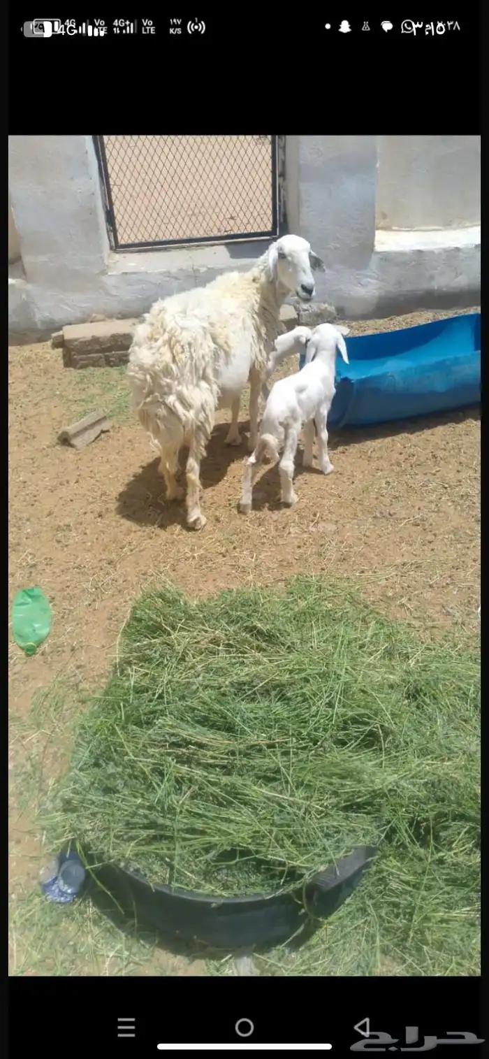 شاه خلفه 1