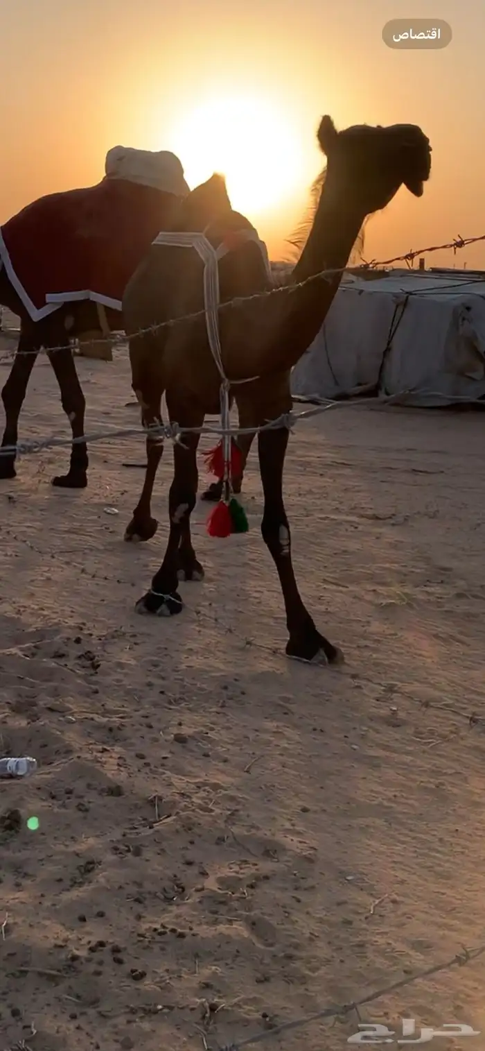 ثنو مجهم لقحة 3