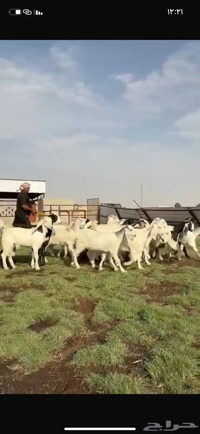 للبيع جفرات فاخره مقنوي تنصفط 5