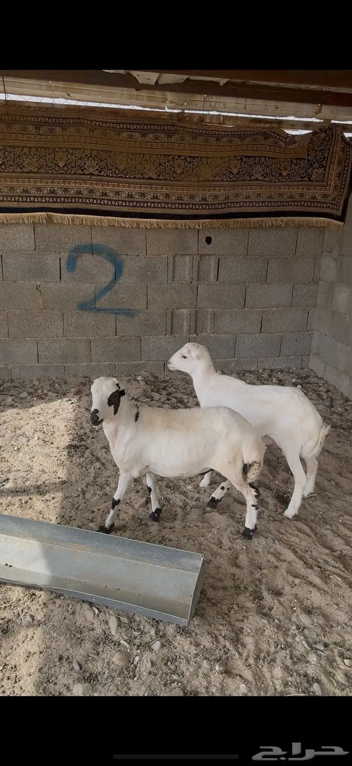 بهم صمع سمان 0