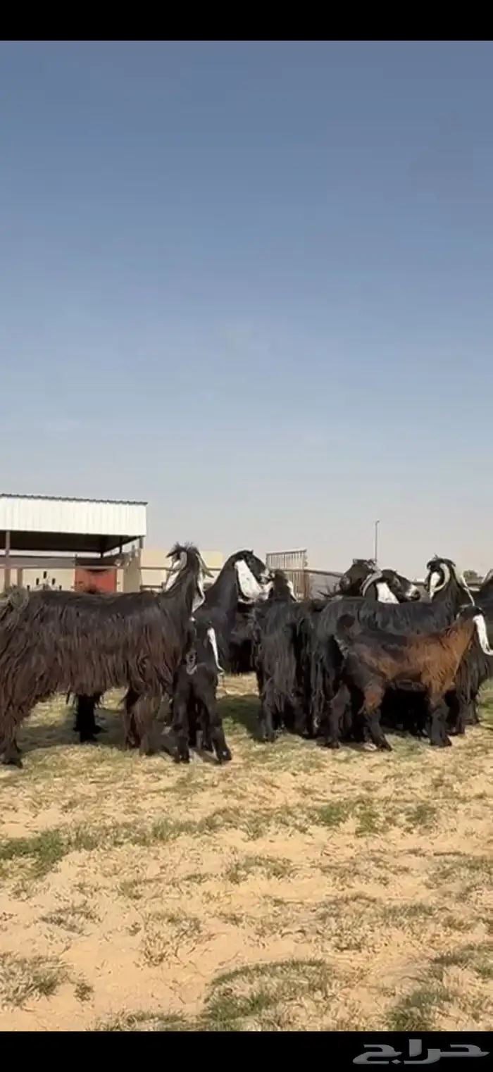 متابيع عوارض طيبه 2