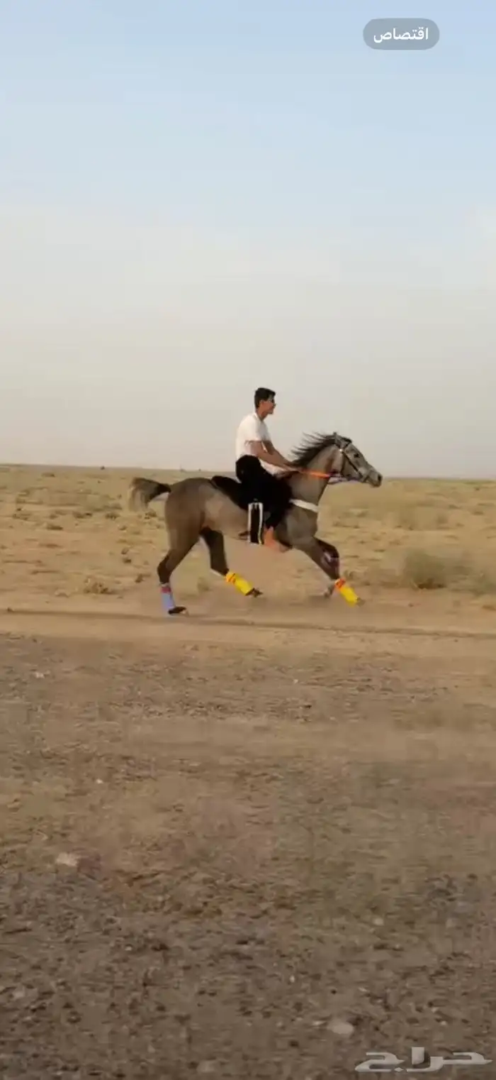 فرس للبيع عجل 2
