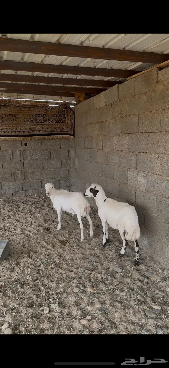 بهم صمع سمان 3