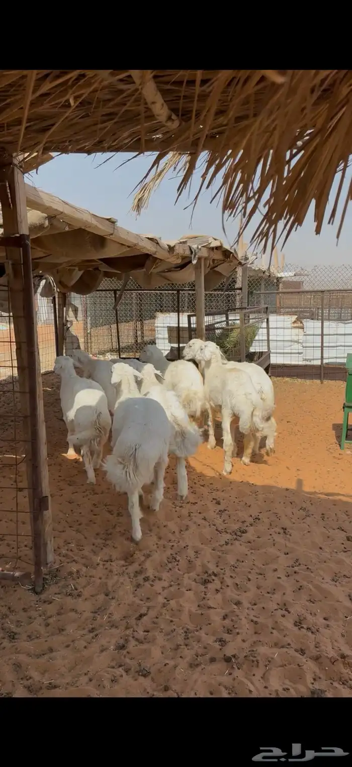 ذبيحه ذبايح نعيم حري تيوس 0